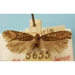 /filer/webapps/moths/media/images/A/aenicta_Lecithocera_HT_TMSA.jpg