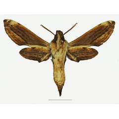 /filer/webapps/moths/media/images/M/malgassica_Theretra_AM_Basquinb.jpg