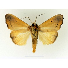 /filer/webapps/moths/media/images/T/tristictica_Parca_AM_Legrain_02.jpg