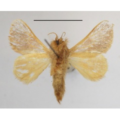 /filer/webapps/moths/media/images/N/nigrivenosa_Delorhachis_A_MGCLb_01.JPG