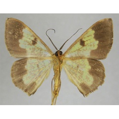 /filer/webapps/moths/media/images/V/variola_Zamarada_PTM_ZSMb.jpg