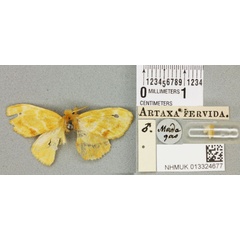 /filer/webapps/moths/media/images/F/fervida_Artaxa_HT_BMNHa.jpg