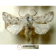 /filer/webapps/moths/media/images/C/canina_Acronycta_HT_BMNH_XrpSAUc.jpg