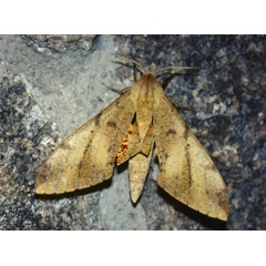 /filer/webapps/moths/media/images/P/piabilis_Platysphinx_A_Roland_01.jpg
