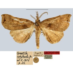 /filer/webapps/moths/media/images/R/reniferalis_Ceraptila_LT_MNHN.jpg