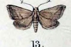 Thyridiphora furia
