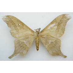 /filer/webapps/moths/media/images/P/pumila_Imbrasia_HT_NHMUKb.jpg