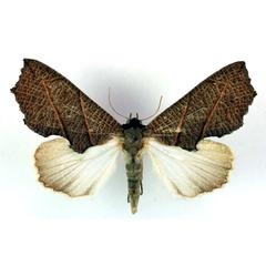 /filer/webapps/moths/media/images/Z/zanderi_Arcyophora_A_RMCA.jpg