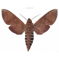 /filer/webapps/moths/media/images/F/funebris_Nephele_AM_EMEM_04.jpg