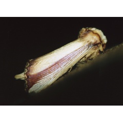 /filer/webapps/moths/media/images/O/ornata_Rigema_A_Roland_04.jpg