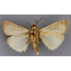 /filer/webapps/moths/media/images/S/singula_Athetis_A_RMCA_02.jpg