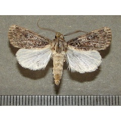 /filer/webapps/moths/media/images/H/hemileuca_Agrotis_A_Goffa_01.jpg