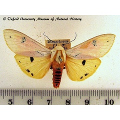 /filer/webapps/moths/media/images/A/amasis_Rhodogastria_A_OUMNH.jpg