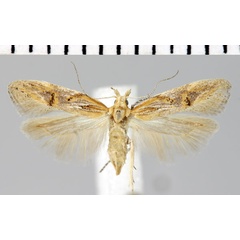 /filer/webapps/moths/media/images/O/ochrocosma_Parapsectris_AM_ZMHB.jpg