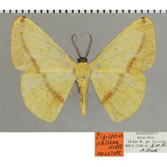 /filer/webapps/moths/media/images/P/pallens_Pigiopsis_HT_ZSMa.jpg