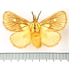 /filer/webapps/moths/media/images/F/flavimacula_Cosuma_AM_BMNH.jpg