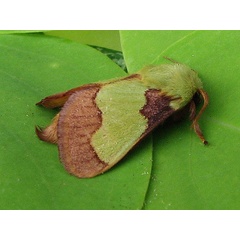 /filer/webapps/moths/media/images/A/ananii_Parasa_A_Goff_02.jpg