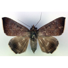 /filer/webapps/moths/media/images/A/albicilia_Achaea_AF_RMCA.jpg