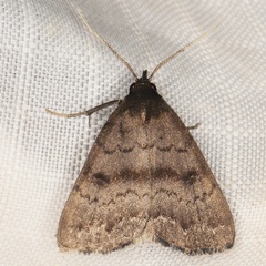 /filer/webapps/moths/media/images/N/nodosalis_Nodaria_A_Heyns_02.JPG