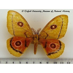 /filer/webapps/moths/media/images/D/dido_Bunaeopsis_A_OUMNH.jpg