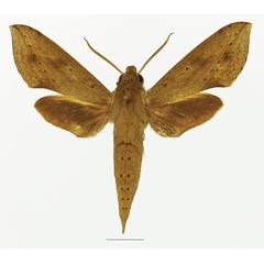 /filer/webapps/moths/media/images/I/irregularis_Hippotion_AM_Basquin_02a.jpg