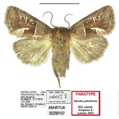 /filer/webapps/moths/media/images/P/paludicola_Nyodes_PTF_ANHRT_01.jpg