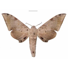 /filer/webapps/moths/media/images/S/serrator_Neopolyptychus_AM_EMEM.jpg