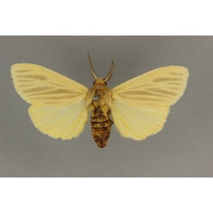 /filer/webapps/moths/media/images/P/penicillata_Binna_AM_BMNH.jpg