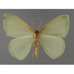 /filer/webapps/moths/media/images/T/trilobata_Omphax_A_ZSM_02.jpg