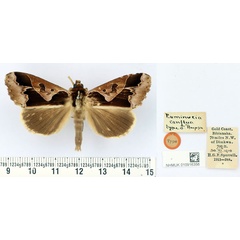 /filer/webapps/moths/media/images/C/conflua_Euminucia_HT_BMNH.jpg
