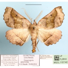 /filer/webapps/moths/media/images/D/determinata_Drepanogynis_A_MGCLa_01.jpg