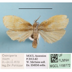 /filer/webapps/moths/media/images/O/ochreata_Pusiola_A_MGCLa_01.JPG