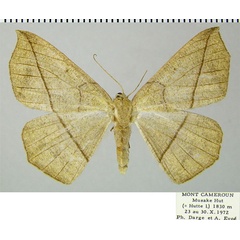 /filer/webapps/moths/media/images/P/pulverosa_Psilocerea_AF_ZSM.jpg