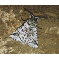 /filer/webapps/moths/media/images/A/albicans_Pseudorethona_A_Roland_01.jpg