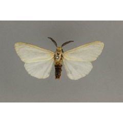 /filer/webapps/moths/media/images/N/nivea_Acantharctia_AM_BMNH.jpg