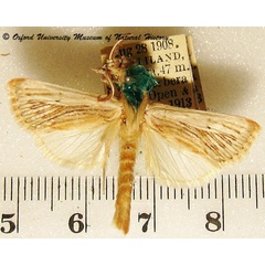 /filer/webapps/moths/media/images/P/perstrigata_Hypotia_A_OUMNH_02.jpg