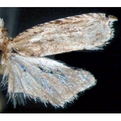 /filer/webapps/moths/media/images/C/colaccii_Ancylis_HT_Trematerra.jpg