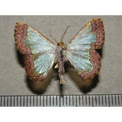 /filer/webapps/moths/media/images/A/acrochra_Zamarada_A_Goff_01.jpg
