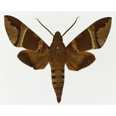 /filer/webapps/moths/media/images/O/oenopion_Nephele_AM_Basquina.jpg