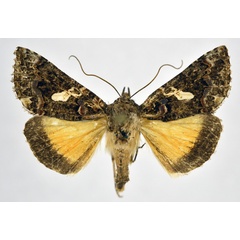 /filer/webapps/moths/media/images/E/exquisita_Thysanoplusia_A_NHMO.jpg