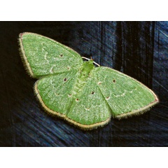 /filer/webapps/moths/media/images/A/atricosta_Comostolopsis_A_Wursten.jpg