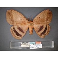 /filer/webapps/moths/media/images/D/demoulini_Jana_HT_RMCA_01.jpg