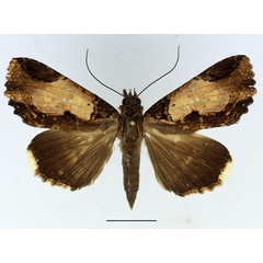 /filer/webapps/moths/media/images/S/subsignata_Ercheia_AM_Basquin_02.jpg