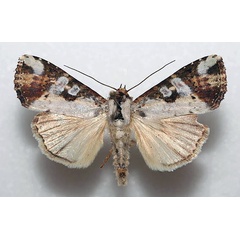 /filer/webapps/moths/media/images/G/gypsina_Perigea_A_Vingerhoedt.jpg