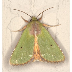 /filer/webapps/moths/media/images/A/aerugo_Adisura_A_Heyns_02.jpg