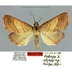 /filer/webapps/moths/media/images/O/olapalis_Eudorina_HT_MNHN.jpg