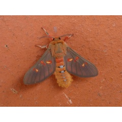 /filer/webapps/moths/media/images/F/flavimacula_Balacra_A_Hancock.JPG