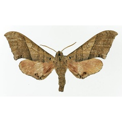 /filer/webapps/moths/media/images/F/fulgurans_Rufoclanis_AF_Basquin.jpg