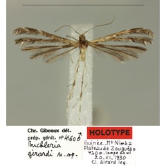 /filer/webapps/moths/media/images/G/girardi_Buckleria_HT_MNHN.jpg