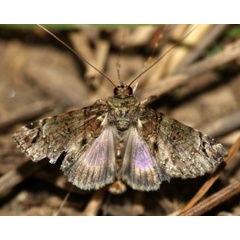 /filer/webapps/moths/media/images/V/villiersi_Gigantoceras_A_Grimm.jpg